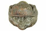 Wide Enrolled Morocops Trilobite - Morocco #323530-1